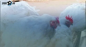 سعر الفراخ اليوم في كفر الشيخ يصل إلى 72 جنيهاً الجمعة 31 أكتوبر 2025